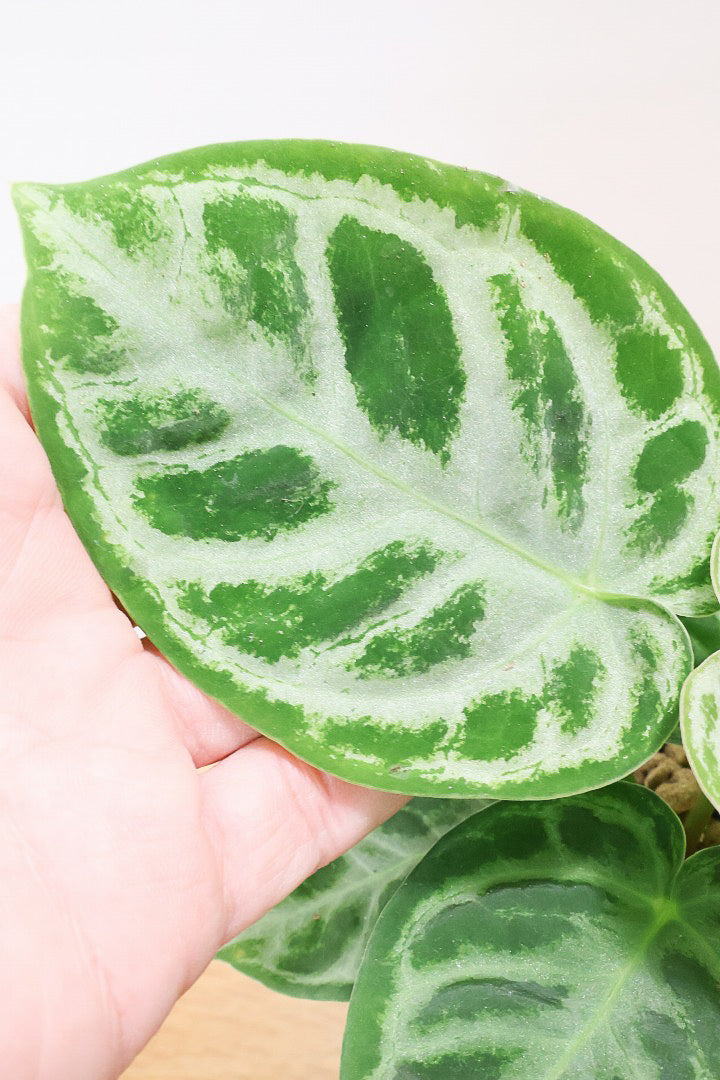 【アンスリウム ドラヤキ】最高の仕上がりのミニサイズ！葉の状態は素晴らしく良いので自信をもってお勧め！