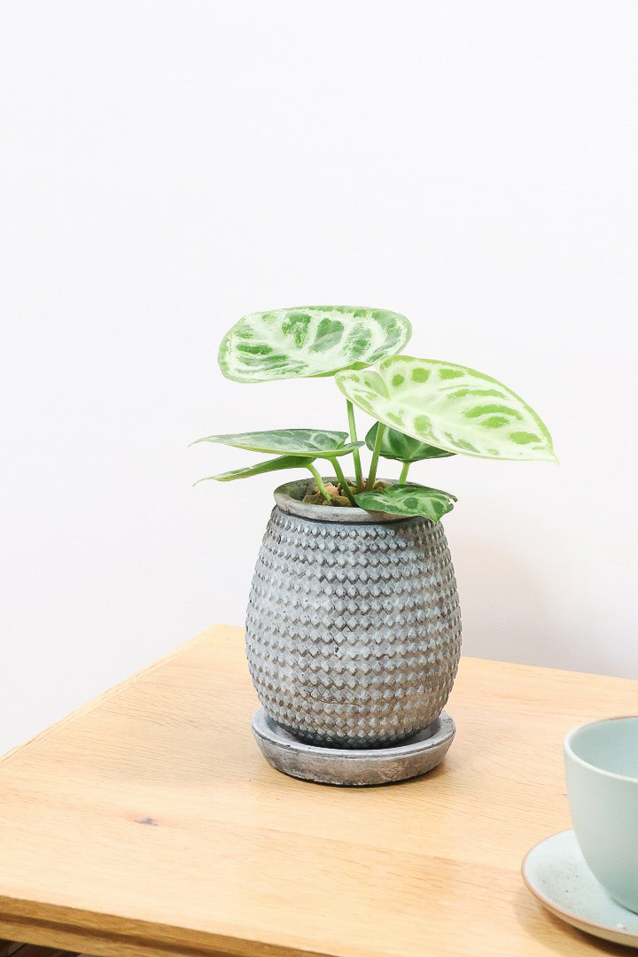 【アンスリウム ドラヤキ】最高の仕上がりのミニサイズ！葉の状態は素晴らしく良いので自信をもってお勧め！