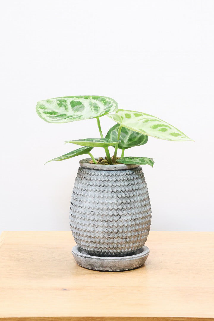 アンスリウム ドラヤキGL60732| 観葉植物の通信販売 | APEGO(アペーゴ)