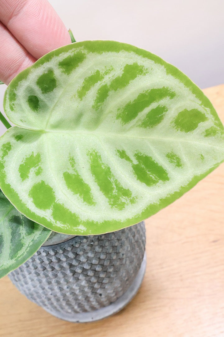 【アンスリウム ドラヤキ】最高の仕上がりのミニサイズ！葉の状態は素晴らしく良いので自信をもってお勧め！