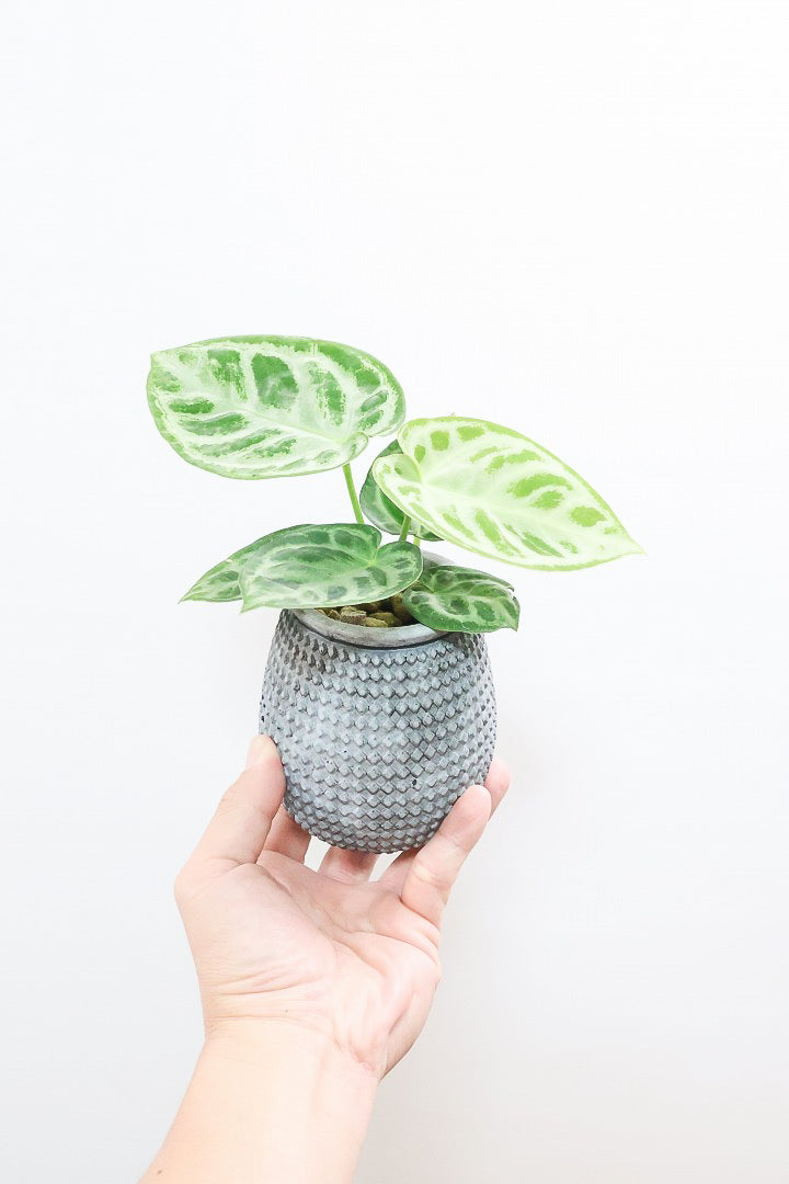 極上美株　アンスリウム　ドラヤキシルバー　お椀型　激レア　株分 アンスリウム ドラヤキGL60732| 観葉植物の通信販売 | APEGO(アペーゴ)