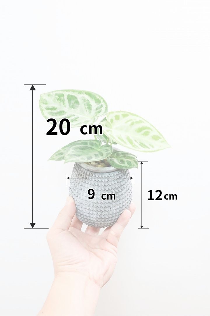 アンスリウム ドラヤキGL60732| 観葉植物の通信販売 | APEGO(アペーゴ)