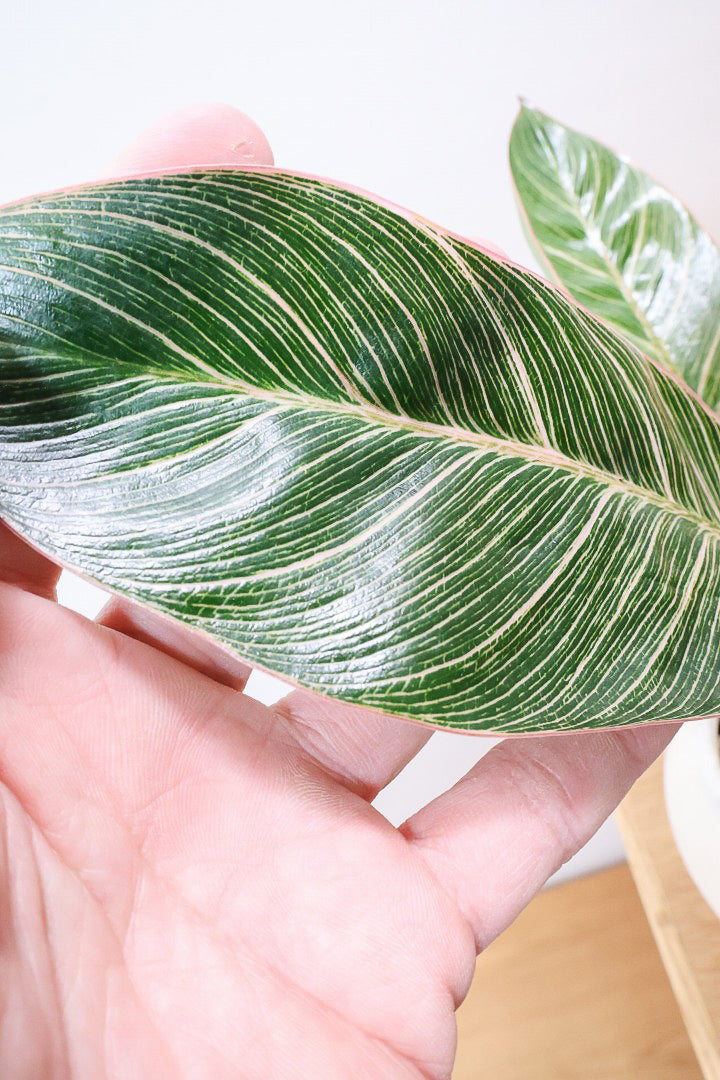 【フィロデンドロン ピンクバーキン】良い色出ています！葉色がピンクのバーキン。超美品ですのでお勧めします！