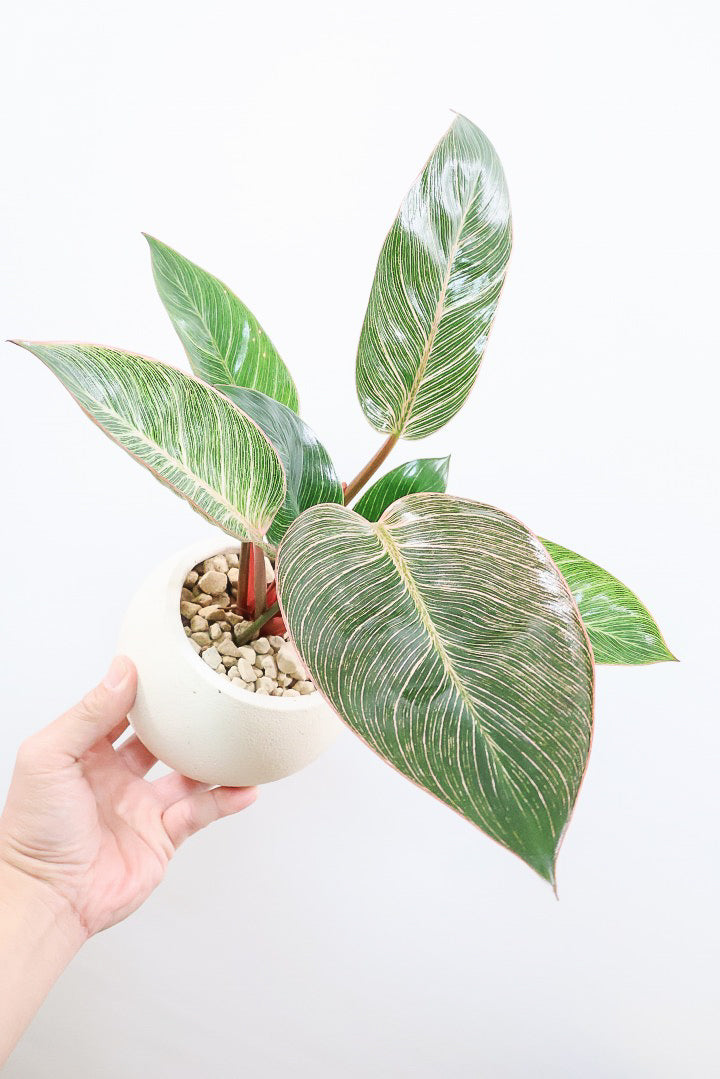 【フィロデンドロン ピンクバーキン】良い色出ています！葉色がピンクのバーキン。超美品ですのでお勧めします！