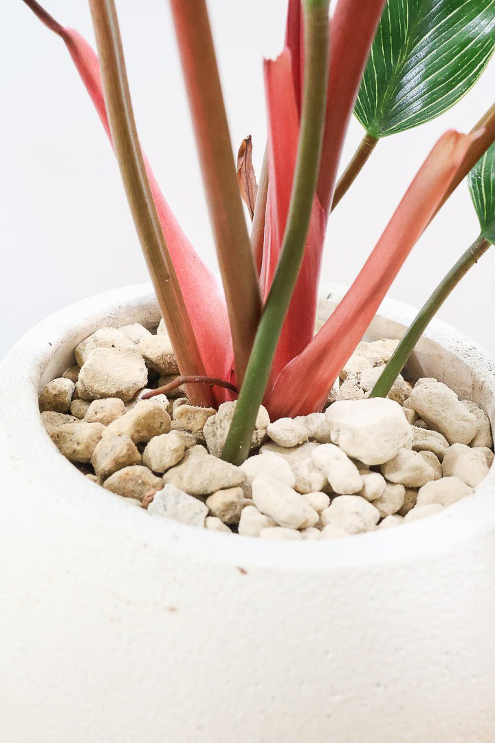 【フィロデンドロン ピンクバーキン】良い色出ています！葉色がピンクのバーキン。超美品ですのでお勧めします！