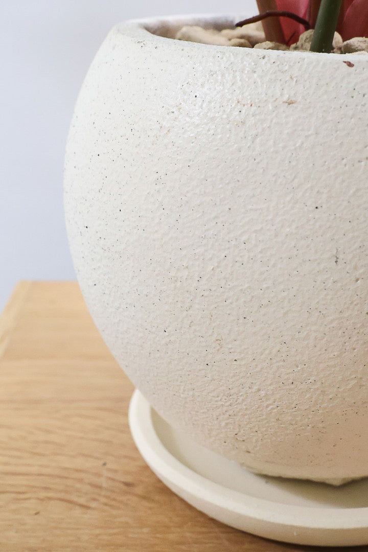 【フィロデンドロン ピンクバーキン】良い色出ています！葉色がピンクのバーキン。超美品ですのでお勧めします！