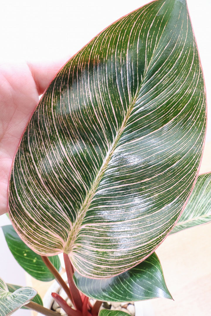 【フィロデンドロン ピンクバーキン】良い色出ています！葉色がピンクのバーキン。超美品ですのでお勧めします！