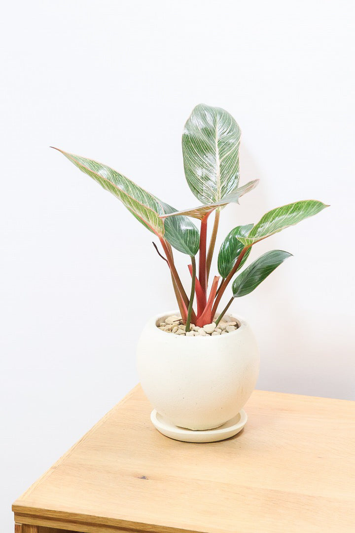 【フィロデンドロン ピンクバーキン】良い色出ています！葉色がピンクのバーキン。超美品ですのでお勧めします！