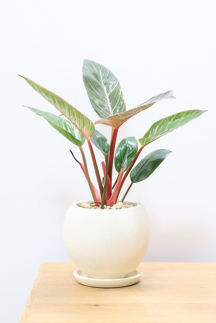 【フィロデンドロン ピンクバーキン】良い色出ています！葉色がピンクのバーキン。超美品ですのでお勧めします！