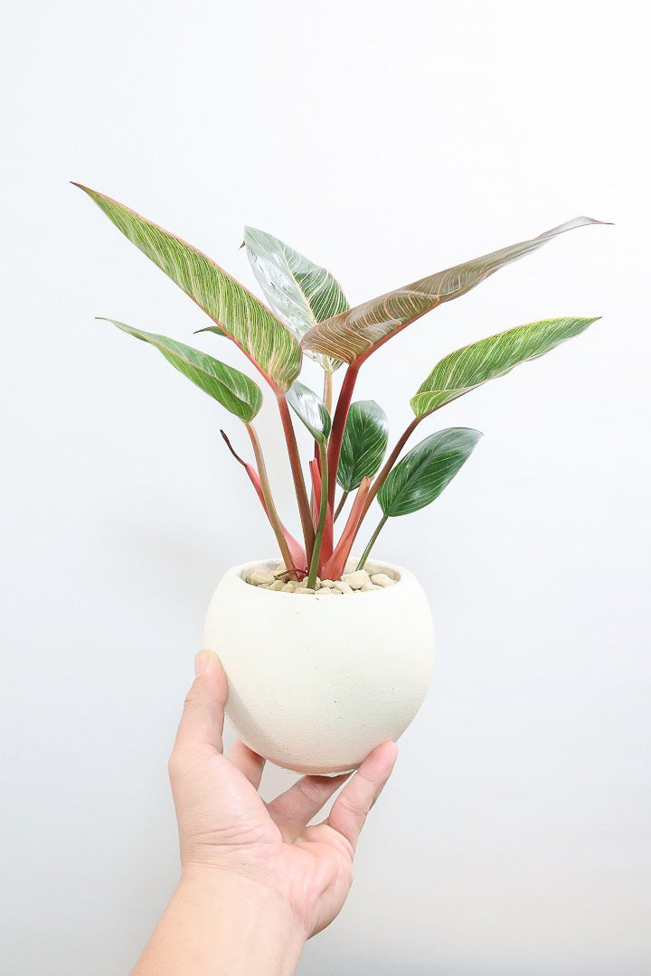 【フィロデンドロン ピンクバーキン】良い色出ています！葉色がピンクのバーキン。超美品ですのでお勧めします！