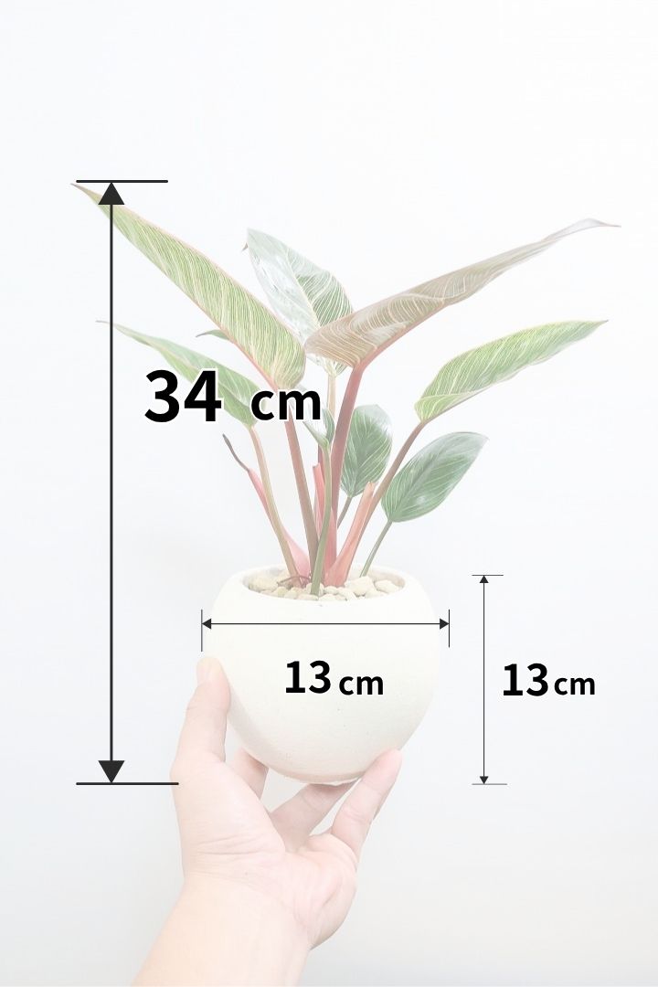 【フィロデンドロン ピンクバーキン】良い色出ています！葉色がピンクのバーキン。超美品ですのでお勧めします！