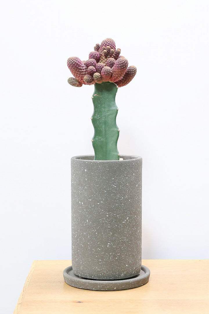 【サボテン レブチア】バーガンディのシックは大人色もサボテン。育てやすい接ぎ木タイプなので安心して育てられます！