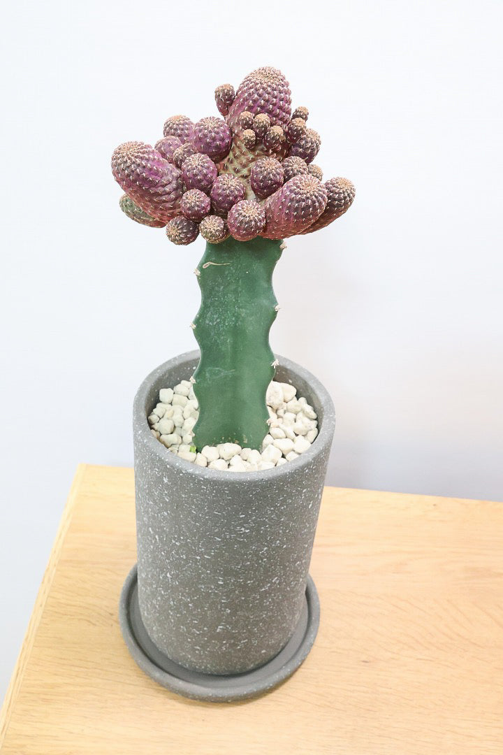 【サボテン レブチア】バーガンディのシックは大人色もサボテン。育てやすい接ぎ木タイプなので安心して育てられます！