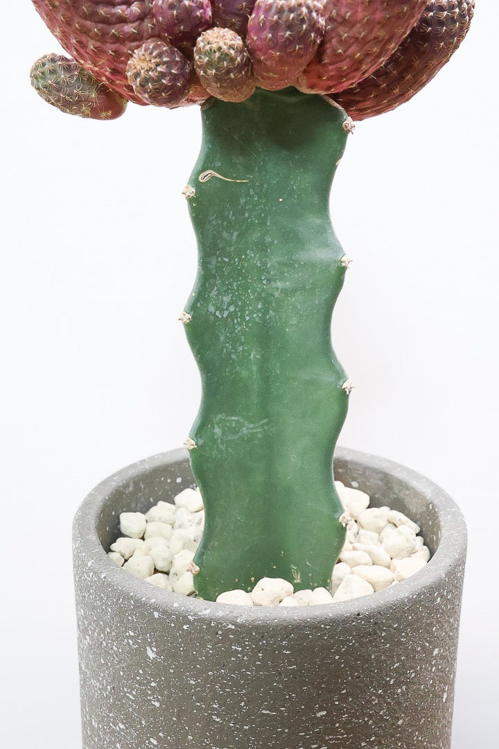 【サボテン レブチア】バーガンディのシックは大人色もサボテン。育てやすい接ぎ木タイプなので安心して育てられます！