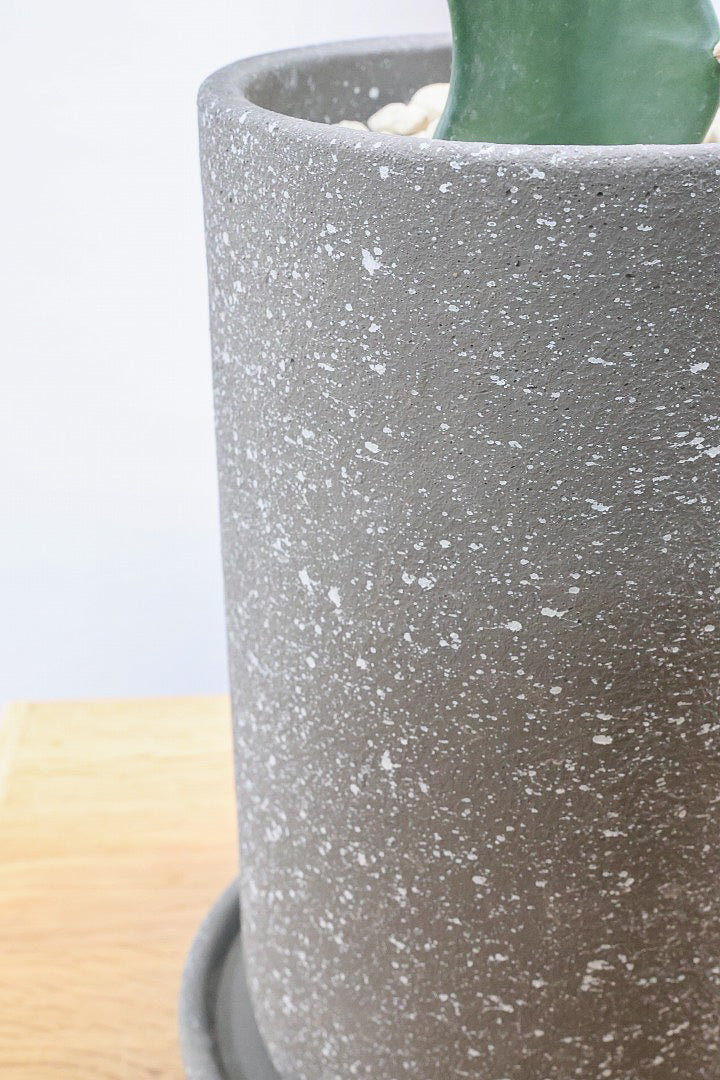 【サボテン レブチア】バーガンディのシックは大人色もサボテン。育てやすい接ぎ木タイプなので安心して育てられます！