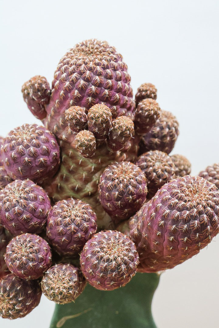 【サボテン レブチア】バーガンディのシックは大人色もサボテン。育てやすい接ぎ木タイプなので安心して育てられます！