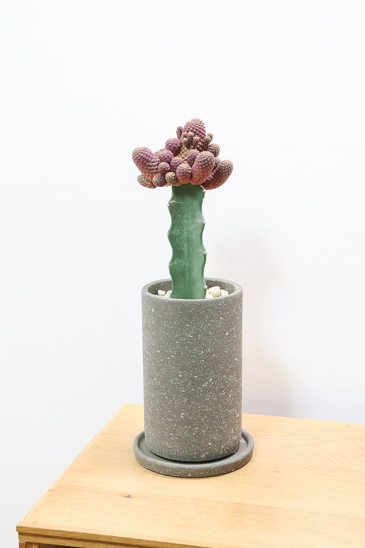 【サボテン レブチア】バーガンディのシックは大人色もサボテン。育てやすい接ぎ木タイプなので安心して育てられます！