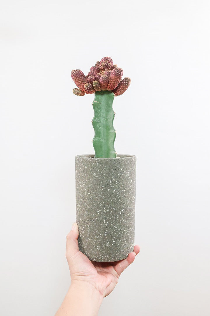 【サボテン レブチア】バーガンディのシックは大人色もサボテン。育てやすい接ぎ木タイプなので安心して育てられます！