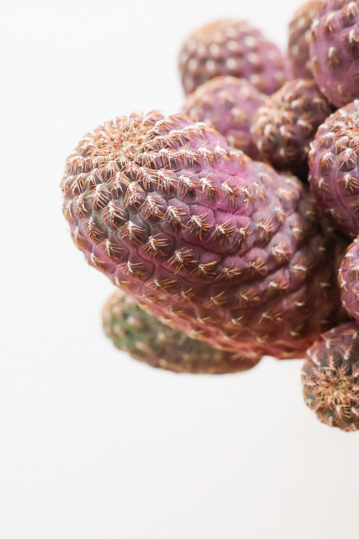 【サボテン レブチア】バーガンディのシックは大人色もサボテン。育てやすい接ぎ木タイプなので安心して育てられます！