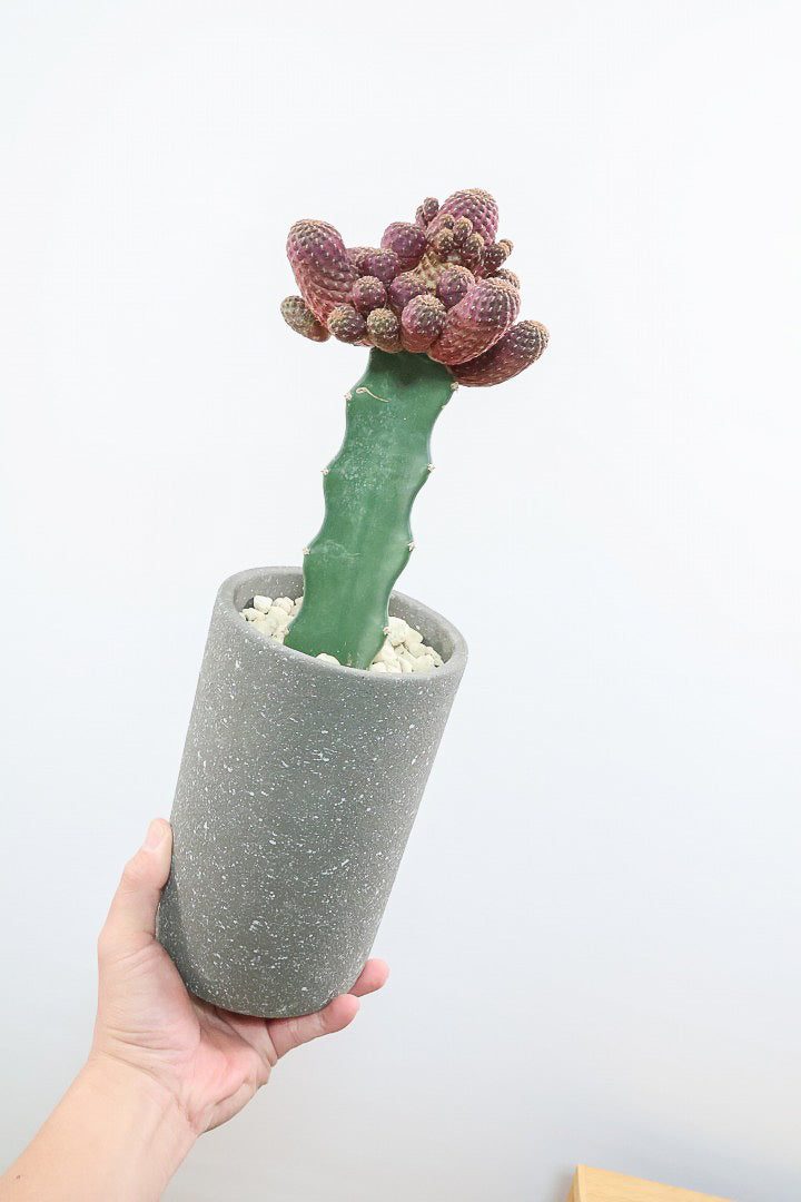 【サボテン レブチア】バーガンディのシックは大人色もサボテン。育てやすい接ぎ木タイプなので安心して育てられます！