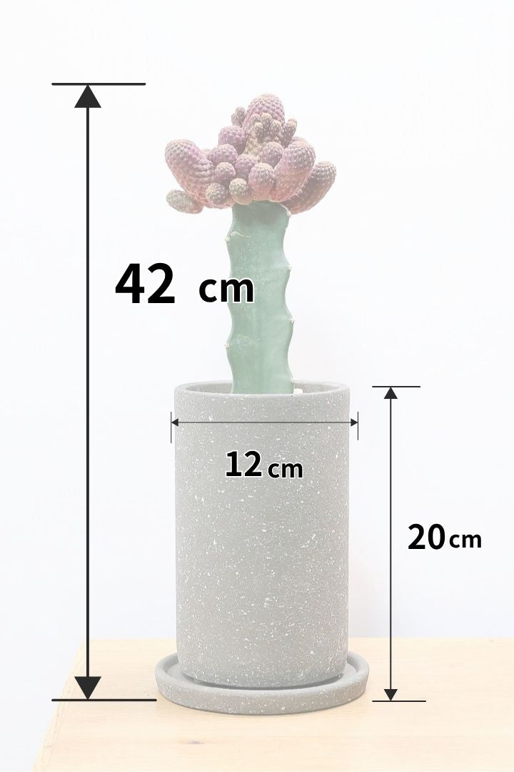 専用ページです！サボテン レブチア テレサエ♪1個 つぼみアリ 専用ページです！サボテン レブチア テレサエ♪1個 つぼみアリ