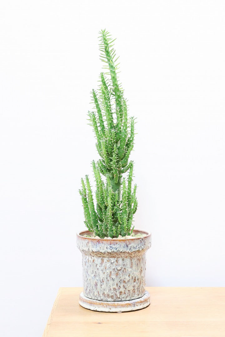 【サボテン 姫将軍】個性的なフォルム！THEサボテンって感じの王道スタイルです！