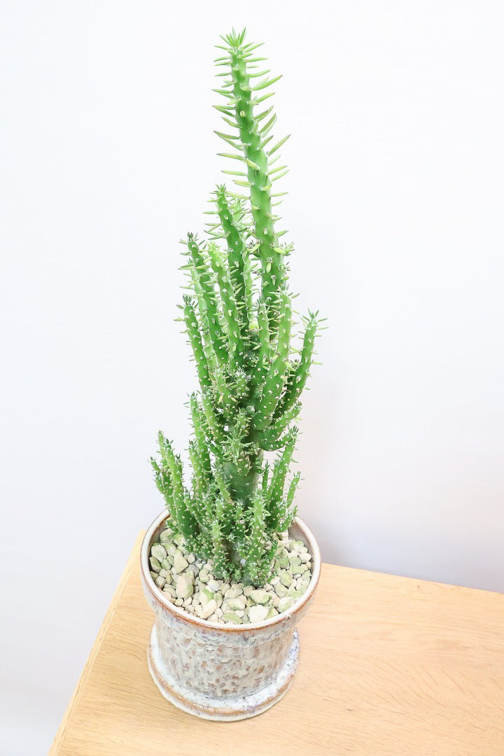 【サボテン 姫将軍】個性的なフォルム！THEサボテンって感じの王道スタイルです！