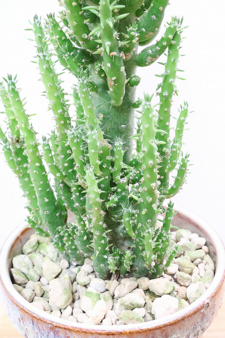 【サボテン 姫将軍】個性的なフォルム！THEサボテンって感じの王道スタイルです！