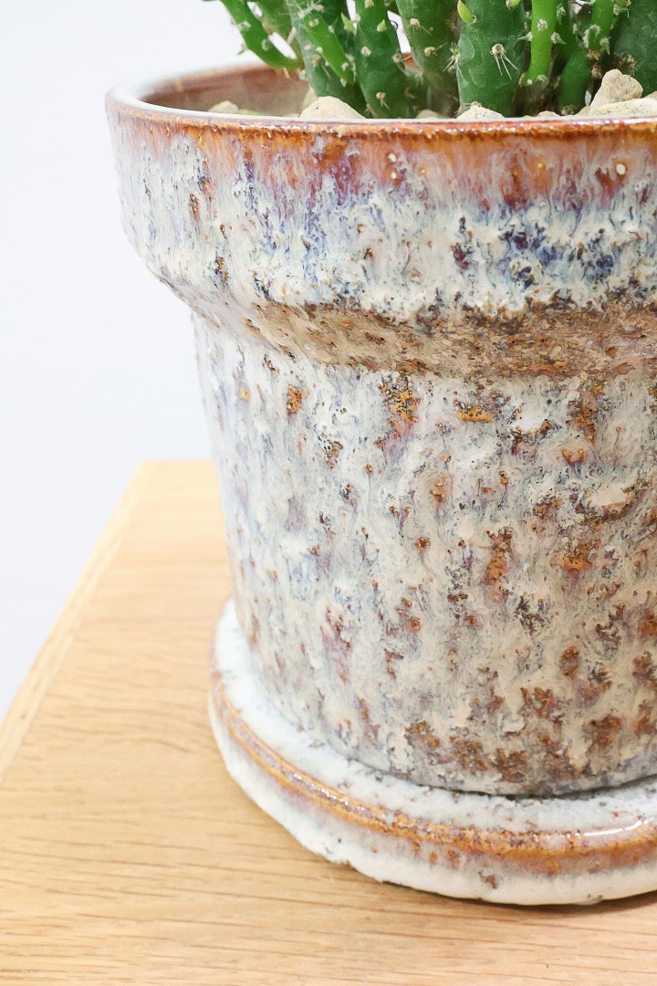 【サボテン 姫将軍】個性的なフォルム！THEサボテンって感じの王道スタイルです！