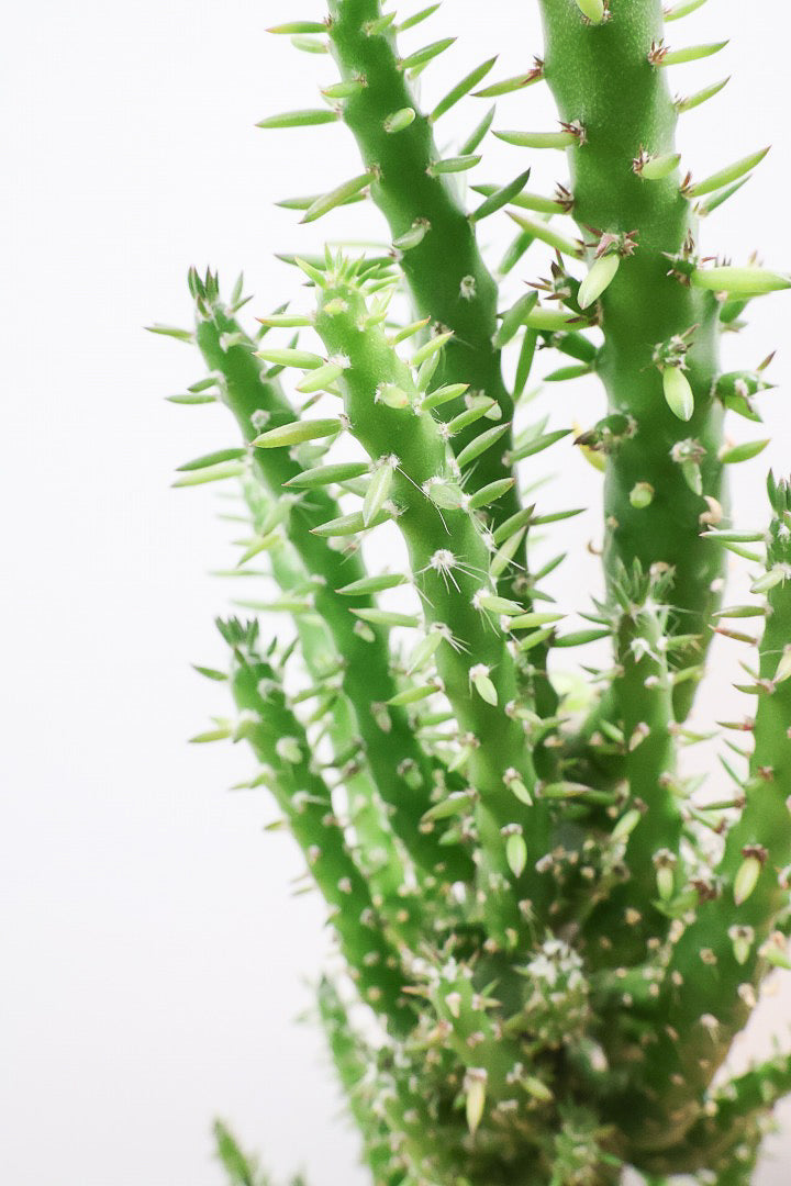 【サボテン 姫将軍】個性的なフォルム！THEサボテンって感じの王道スタイルです！