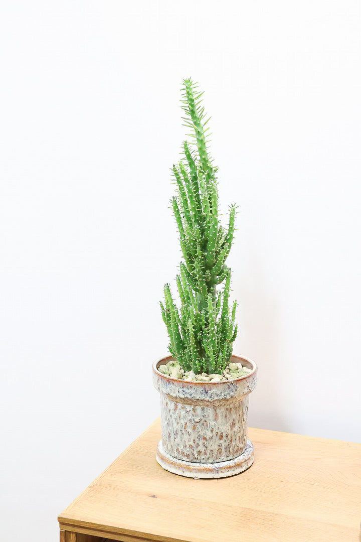 サボテン 姫将軍GRIV60738| 観葉植物の通信販売 | APEGO(アペーゴ)