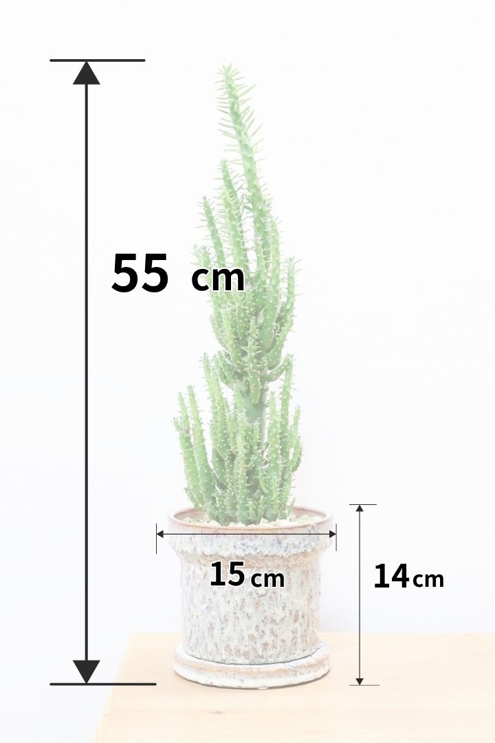 【サボテン 姫将軍】個性的なフォルム！THEサボテンって感じの王道スタイルです！