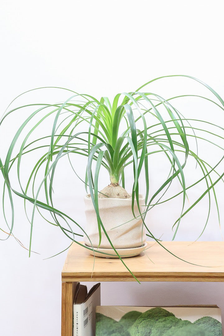 【ノリナ】ぷっくりとした幹がとてもかわいい♪カールタイプの葉が素敵！丈夫で育てやすいので初心者の方にもおすすめ！