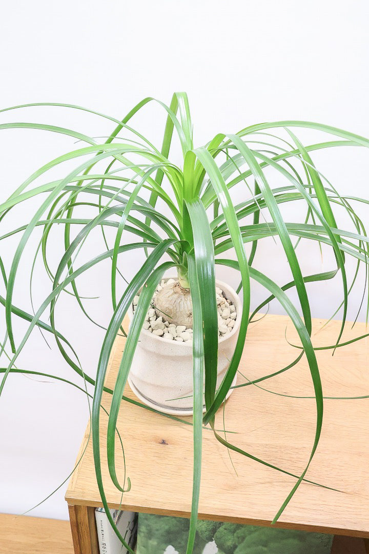 【ノリナ】ぷっくりとした幹がとてもかわいい♪カールタイプの葉が素敵！丈夫で育てやすいので初心者の方にもおすすめ！