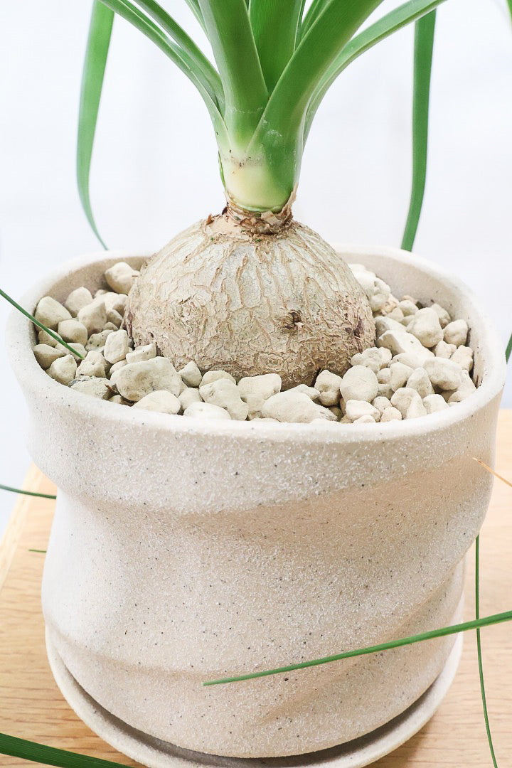 【ノリナ】ぷっくりとした幹がとてもかわいい♪カールタイプの葉が素敵！丈夫で育てやすいので初心者の方にもおすすめ！