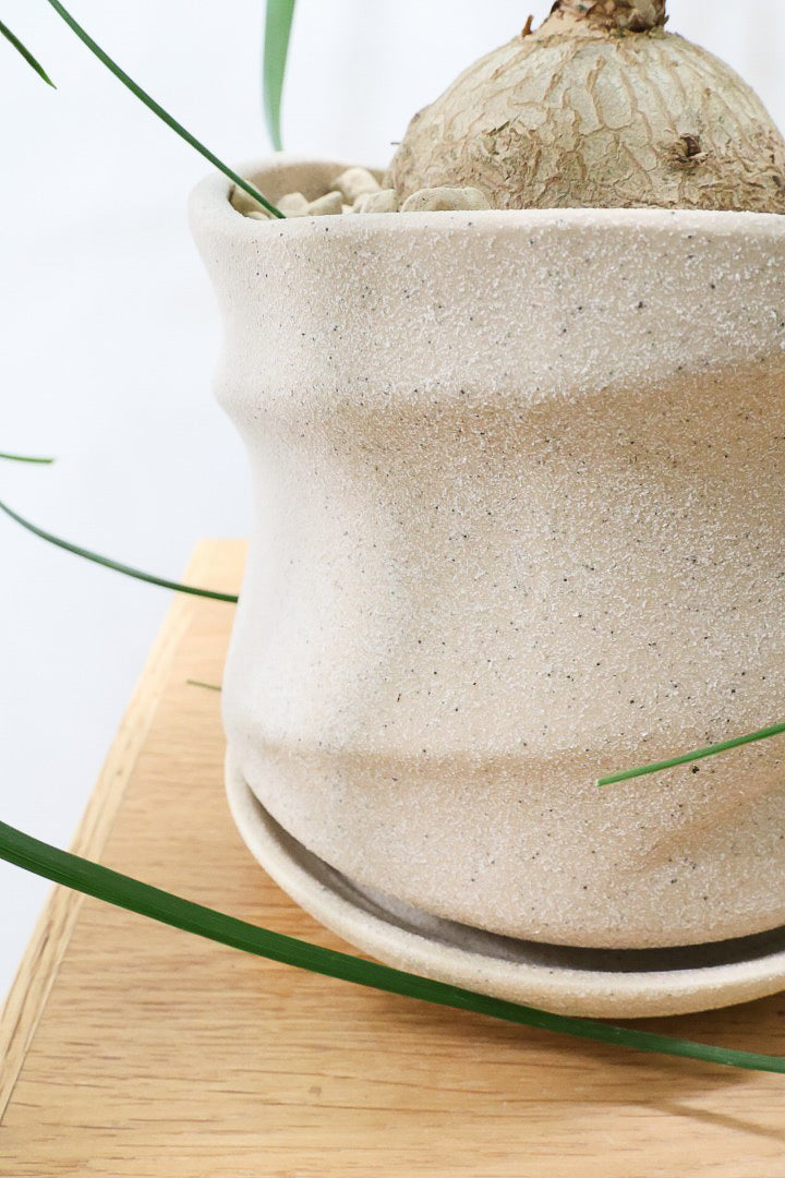 【ノリナ】ぷっくりとした幹がとてもかわいい♪カールタイプの葉が素敵！丈夫で育てやすいので初心者の方にもおすすめ！