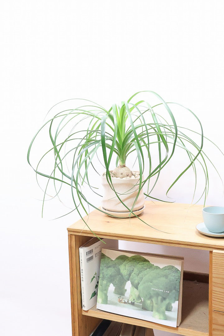 【ノリナ】ぷっくりとした幹がとてもかわいい♪カールタイプの葉が素敵！丈夫で育てやすいので初心者の方にもおすすめ！