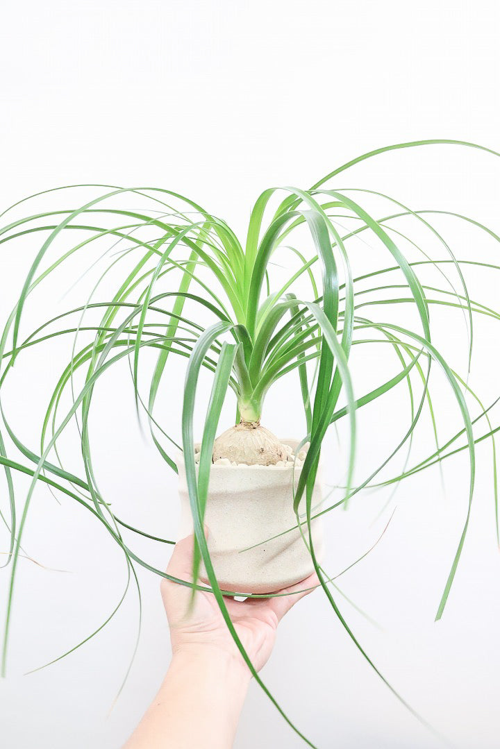 【ノリナ】ぷっくりとした幹がとてもかわいい♪カールタイプの葉が素敵！丈夫で育てやすいので初心者の方にもおすすめ！