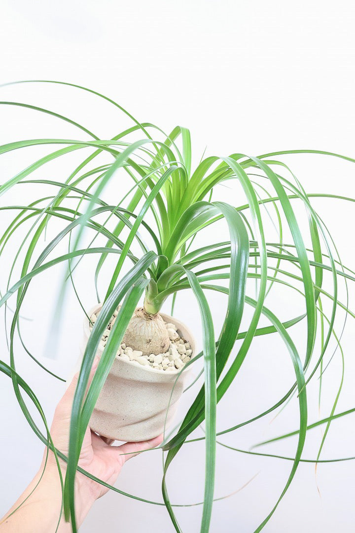 【ノリナ】ぷっくりとした幹がとてもかわいい♪カールタイプの葉が素敵！丈夫で育てやすいので初心者の方にもおすすめ！