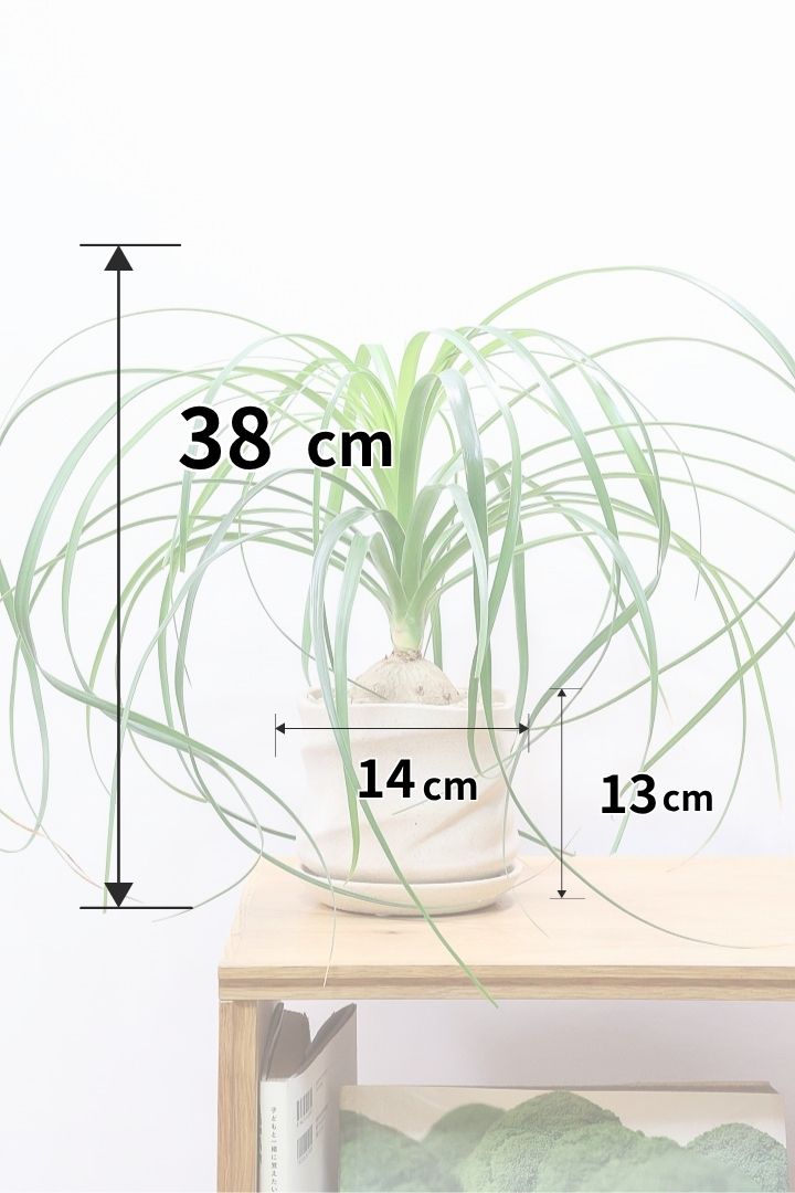 【ノリナ】ぷっくりとした幹がとてもかわいい♪カールタイプの葉が素敵！丈夫で育てやすいので初心者の方にもおすすめ！
