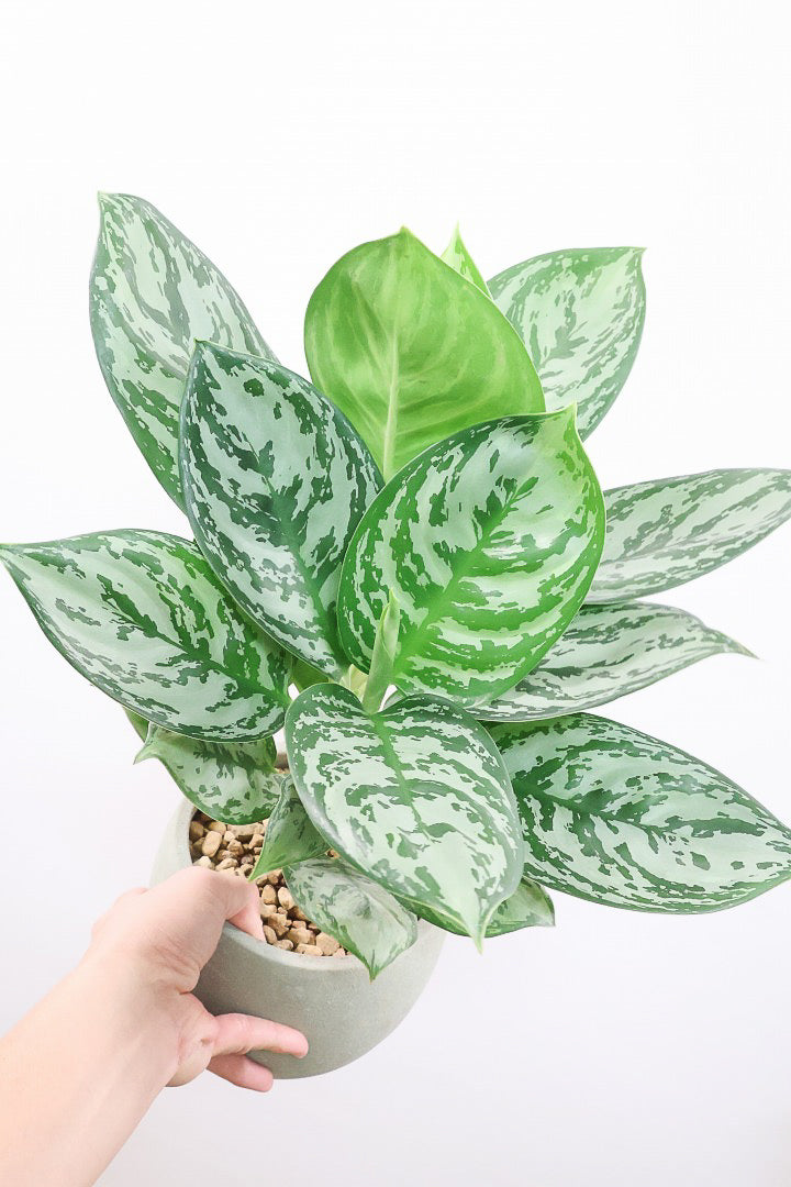 【アグラオネマ グリーン】これは驚愕の美しさ！品種名はわかりませんがとにかく美しいです！品質やボリュームは保証します！美しすぎます♪