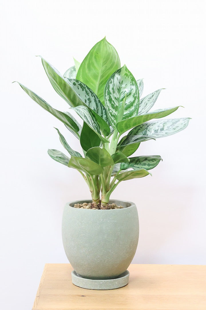 アグラオネマ グリーンGR60742S| 観葉植物の通信販売 | APEGO(アペーゴ)