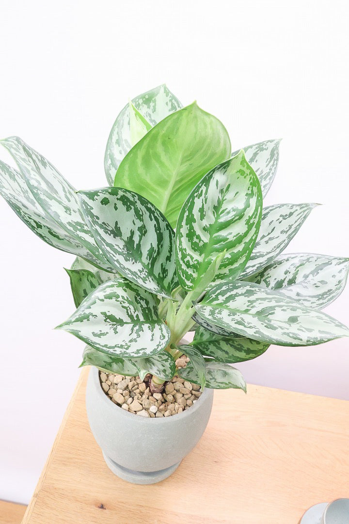 アグラオネマ グリーンGR60742S| 観葉植物の通信販売 | APEGO(アペーゴ)