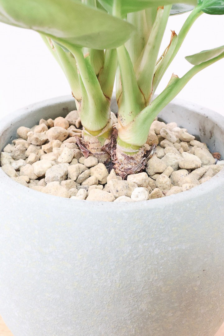 【アグラオネマ グリーン】これは驚愕の美しさ！品種名はわかりませんがとにかく美しいです！品質やボリュームは保証します！美しすぎます♪