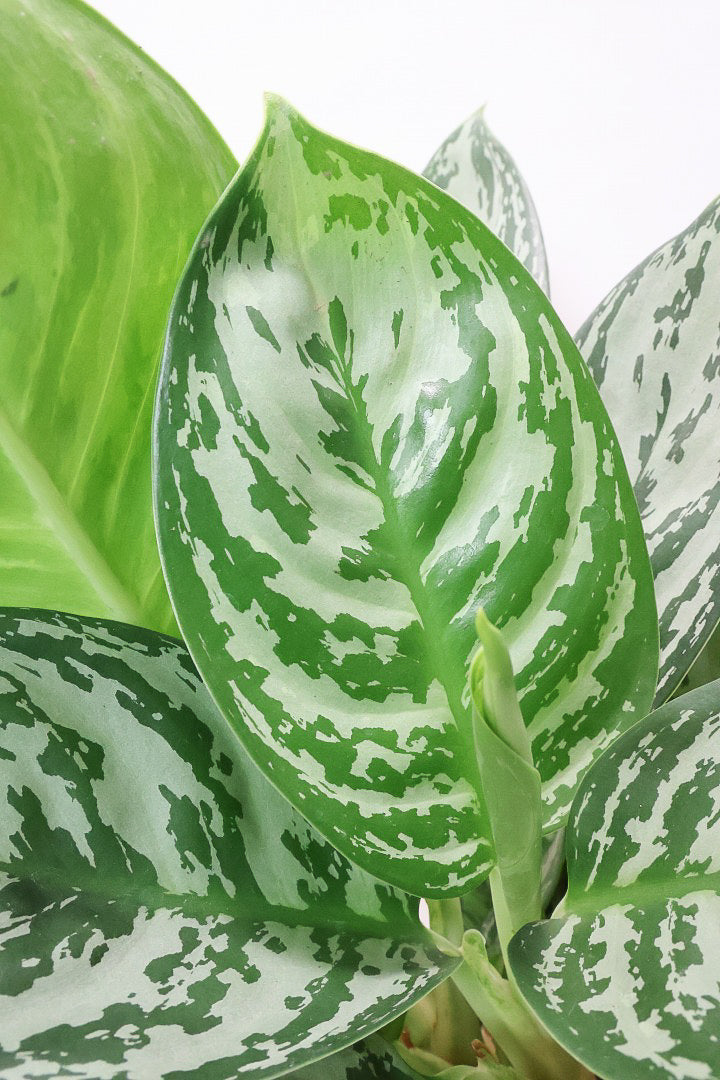 【アグラオネマ グリーン】これは驚愕の美しさ！品種名はわかりませんがとにかく美しいです！品質やボリュームは保証します！美しすぎます♪