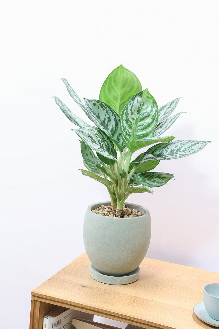 【アグラオネマ グリーン】これは驚愕の美しさ！品種名はわかりませんがとにかく美しいです！品質やボリュームは保証します！美しすぎます♪