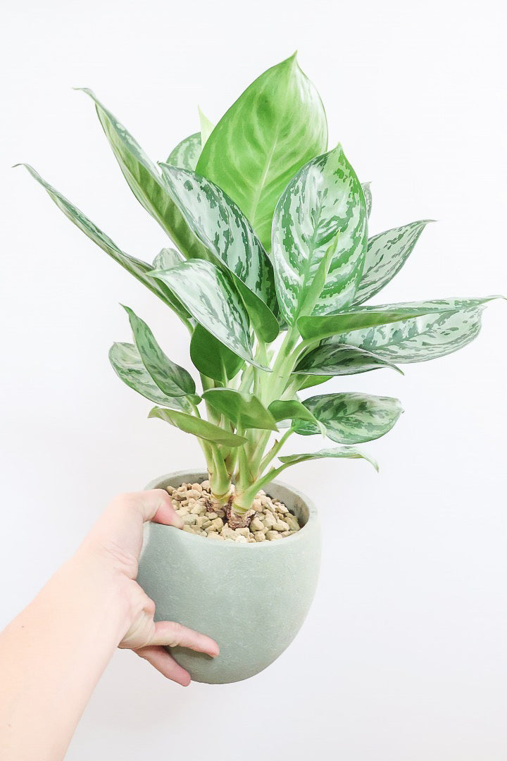 【アグラオネマ グリーン】これは驚愕の美しさ！品種名はわかりませんがとにかく美しいです！品質やボリュームは保証します！美しすぎます♪