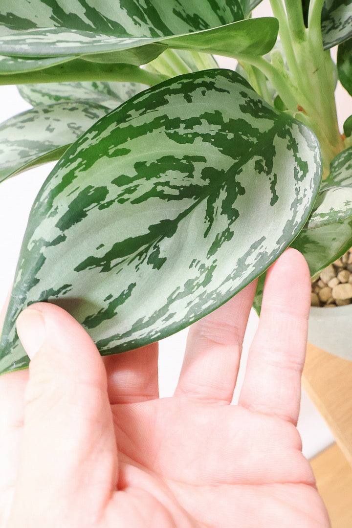 【アグラオネマ グリーン】これは驚愕の美しさ！品種名はわかりませんがとにかく美しいです！品質やボリュームは保証します！美しすぎます♪