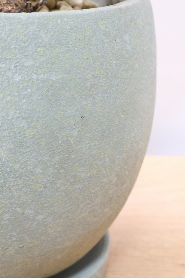 【アグラオネマ グリーン】少し大き目タイプの葉っぱ！今回も驚愕の美しさ！品種名はわかりませんがとにかく美しいです！品質やボリュームは保証します！美しすぎます♪