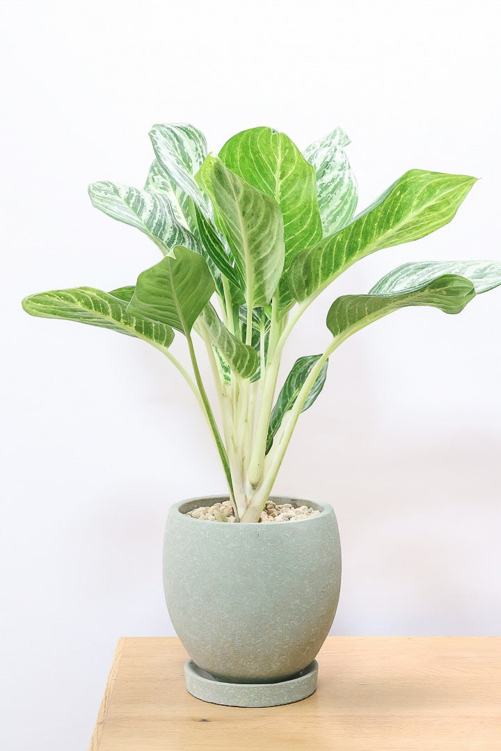 専用　アグラオネマ　A 園芸ネット本店｜アグラオネマ：ビーナス 6号鉢 の通販【公式】